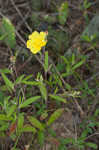 Georgia frostweed